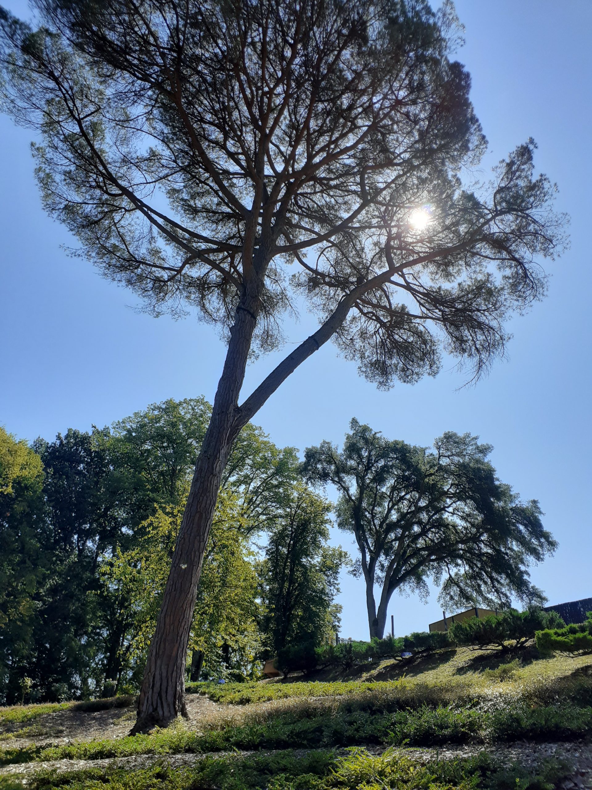 arbre